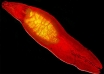 Deadly cancer worm drives wound healing